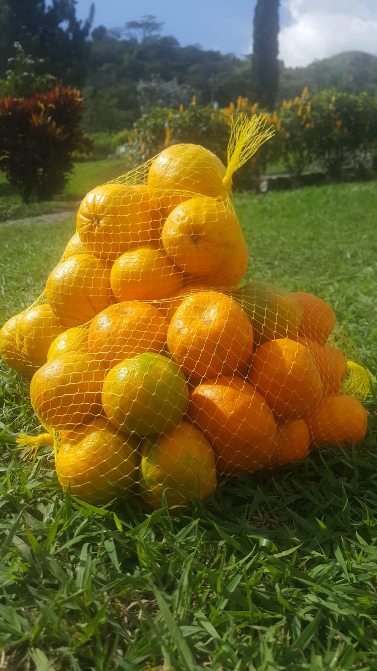 MALLA DE NARANJAS X 7.5 LBS